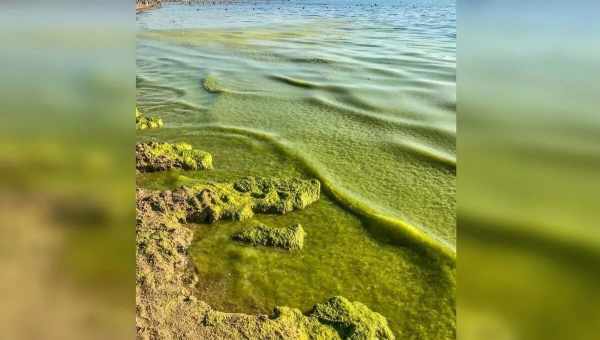 Цветущее море в Анапе когда