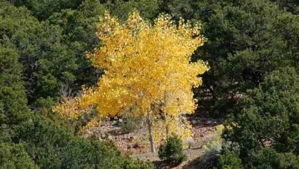 Які дерева першими жовтіють восени. Які дерева жовтіють восени